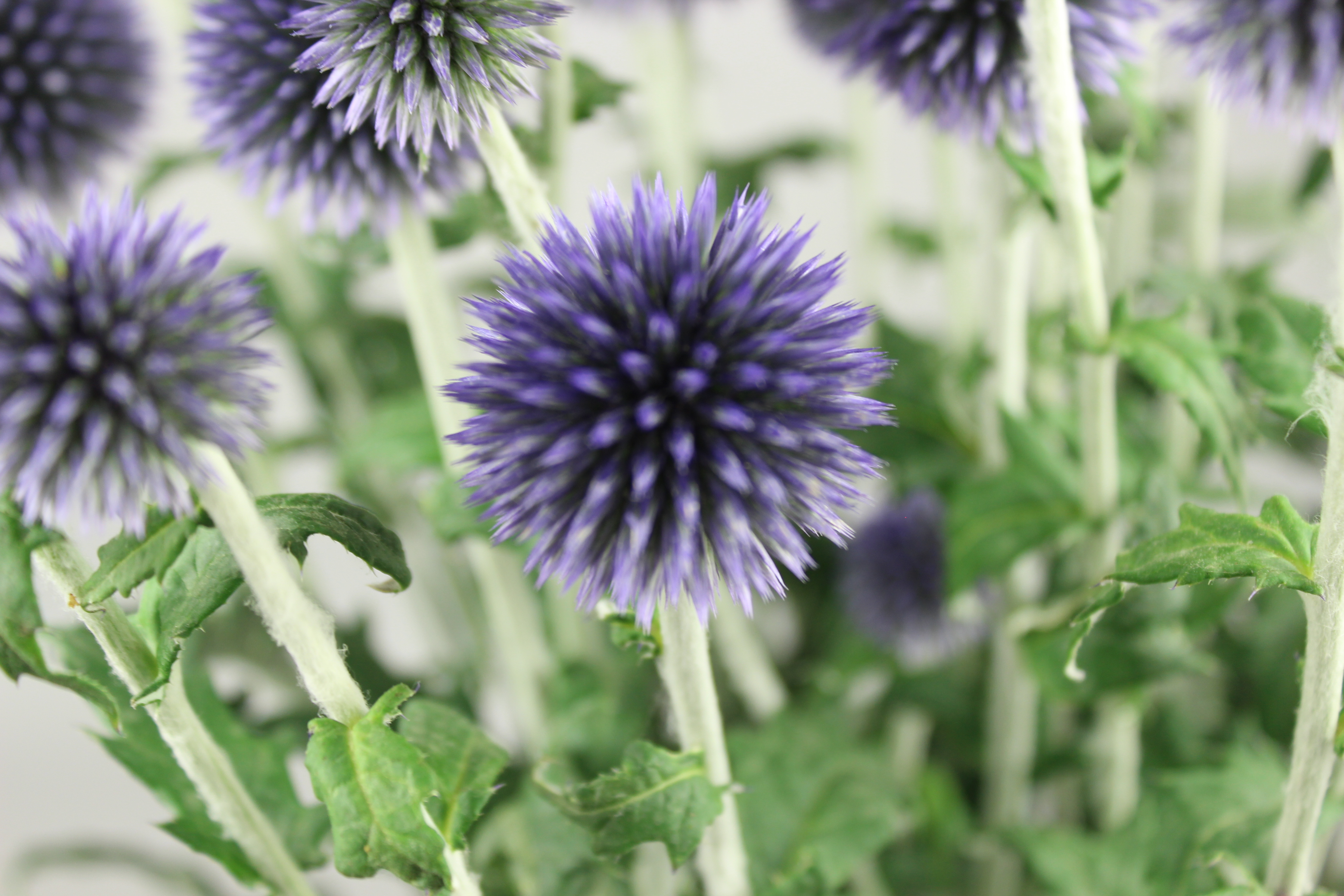 夏☀︎SALE！アナベルとルリタマアザミのキュートなハーフリース アナベルとルリタマアザミの夏色ハーフリースの通販 by may